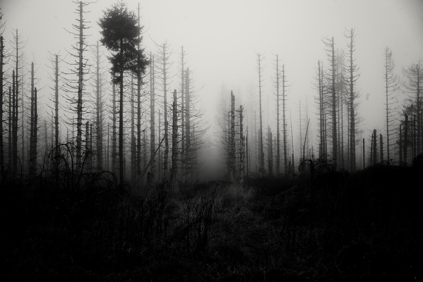 — Nebel im toten Wald—