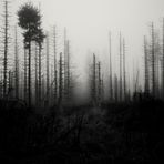 — Nebel im toten Wald—