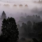 Nebel im Totengrund, Lüneburger Heide