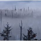 Nebel im Totholz mit glücklichem Nachwuchs...