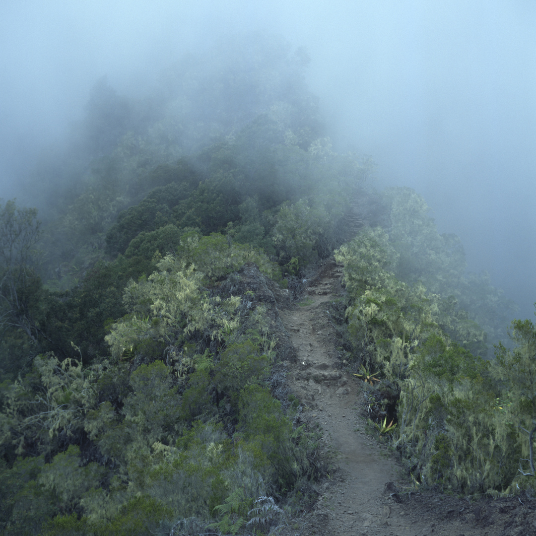 Nebel im Tropenwald