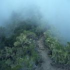 Nebel im Tropenwald