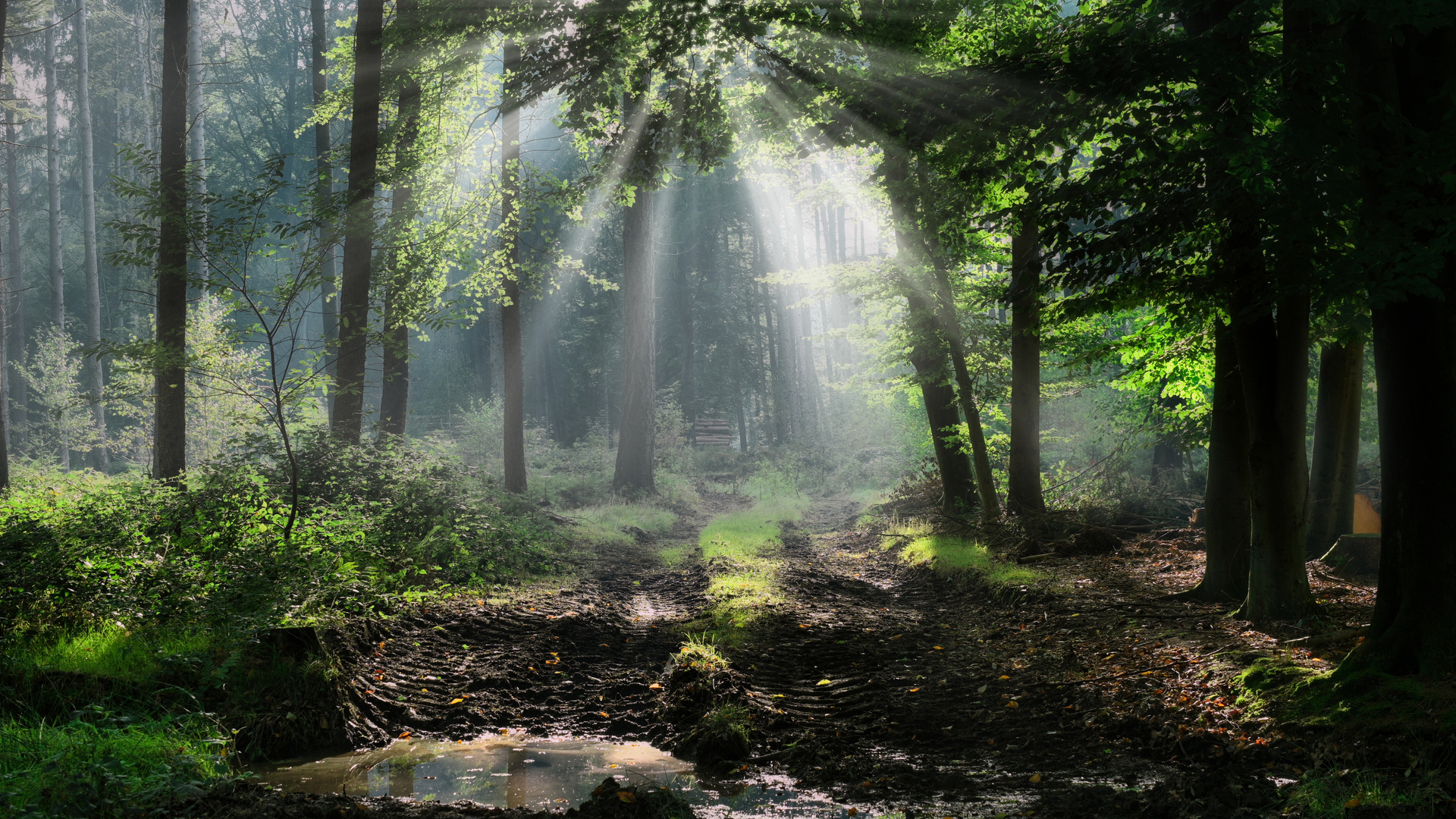 Nebel im Wald