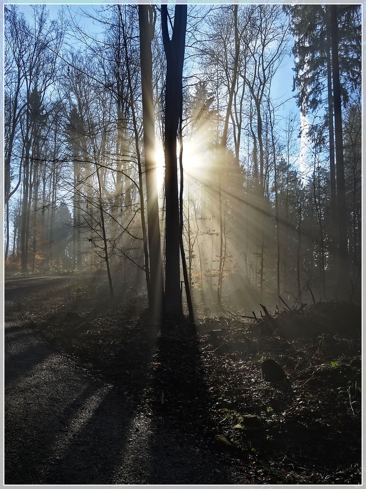 Nebel im Wald