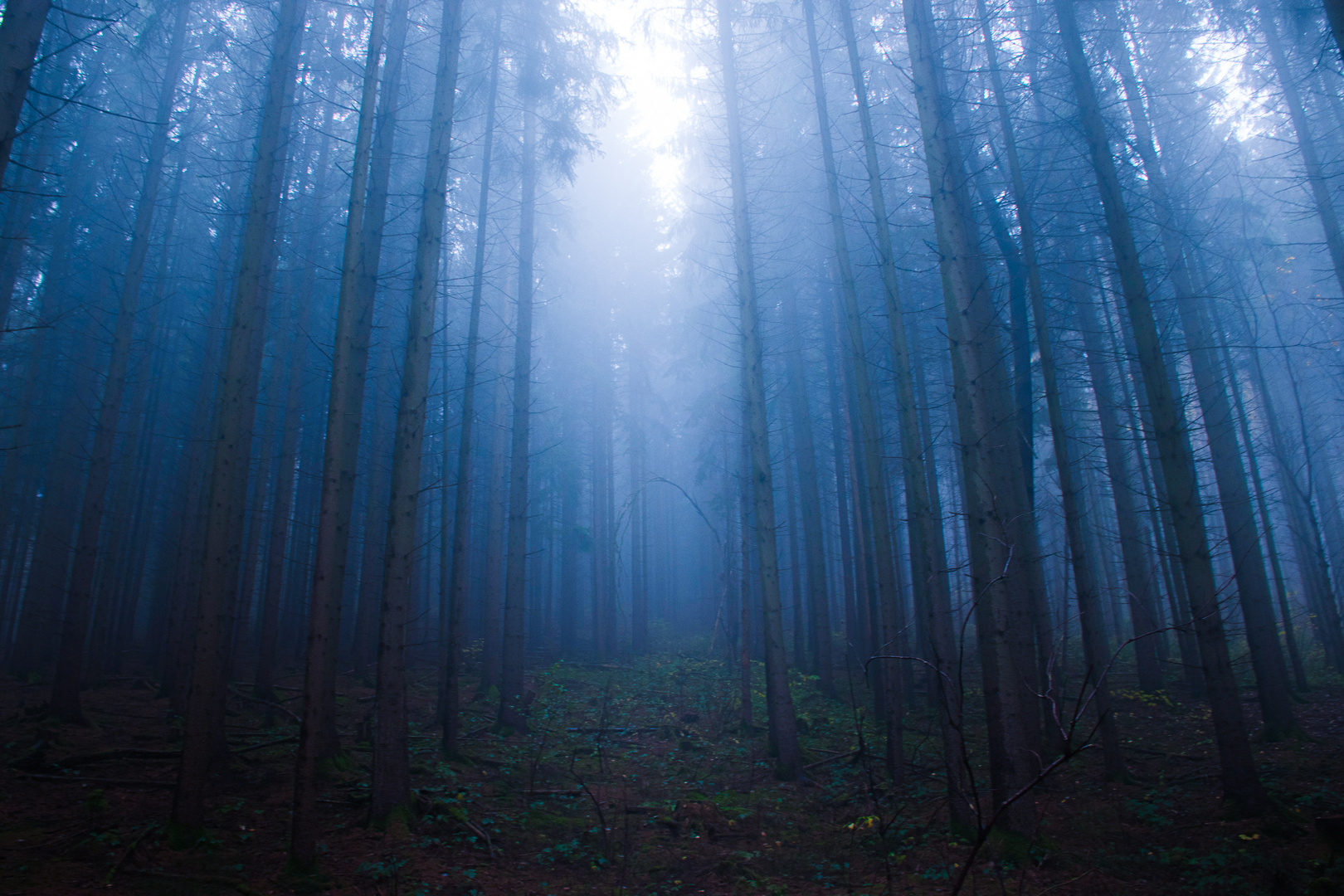 Nebel im Wald