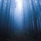 Nebel im Wald