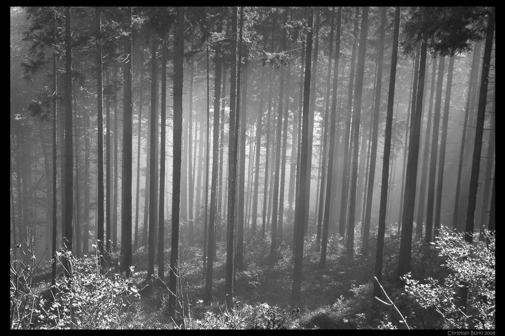 Nebel im Wald