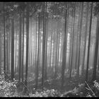 Nebel im Wald