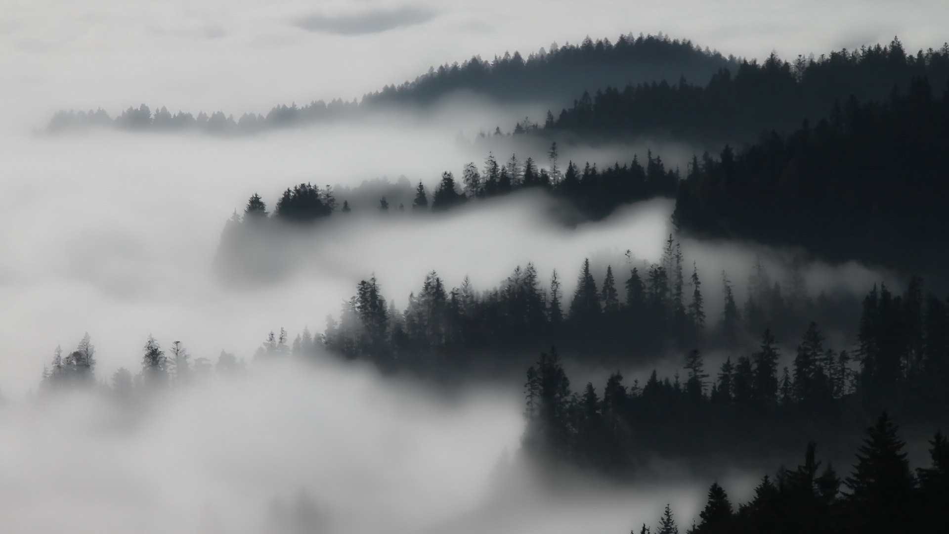 Nebel im Wald Foto & Bild | landschaft, wald, nebel Bilder auf