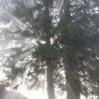 Nebel im Wald