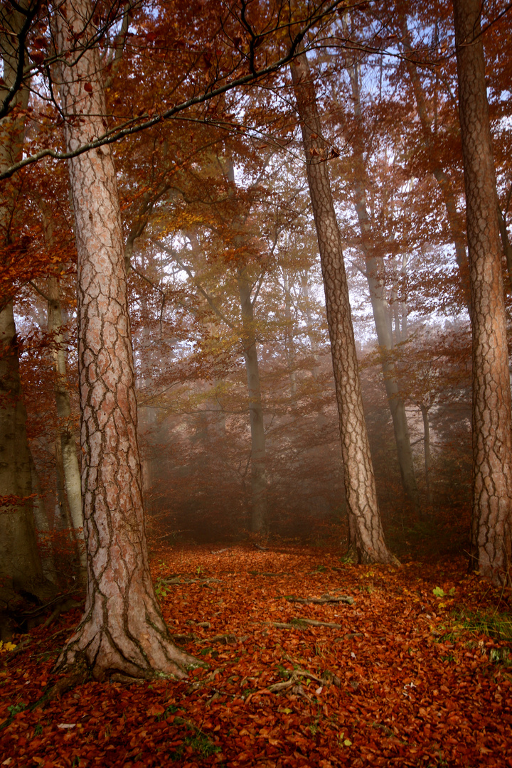 Nebel im Wald