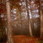 Nebel im Wald