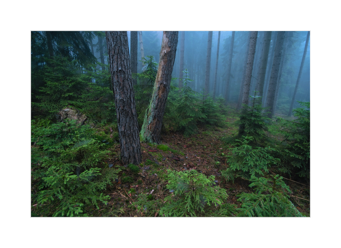 Nebel im Wald