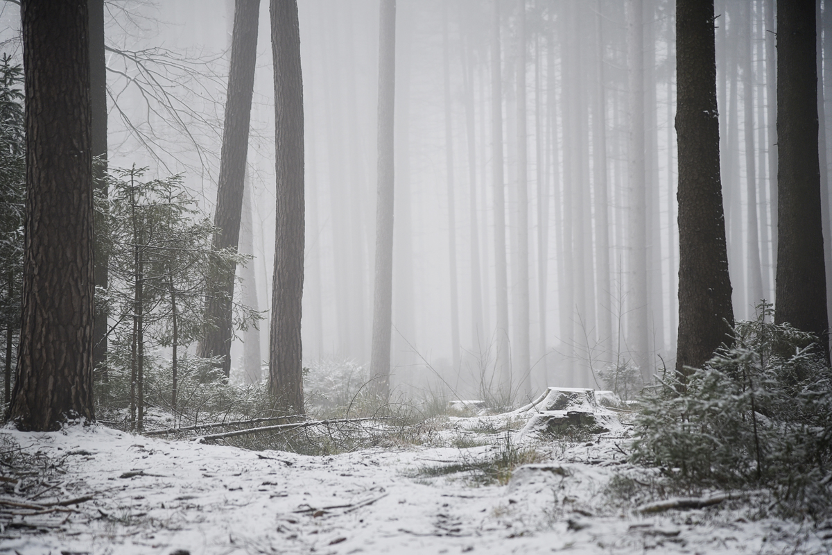 Nebel im Wald