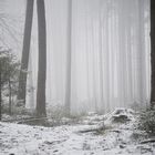 Nebel im Wald