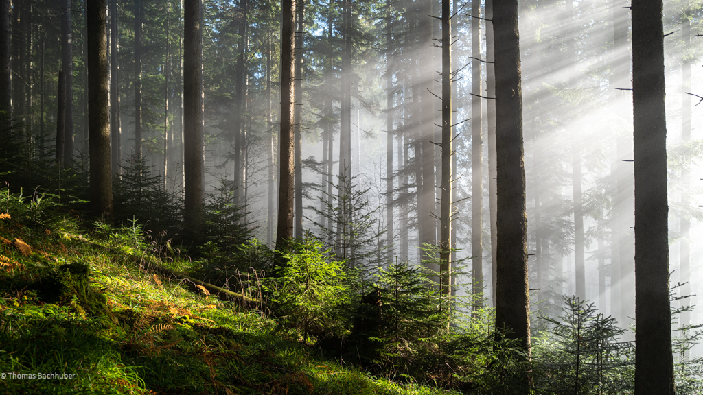 Nebel im Wald