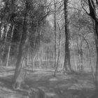 nebel im wald