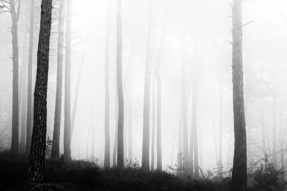 Nebel im Wald