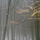 Nebel im Wald