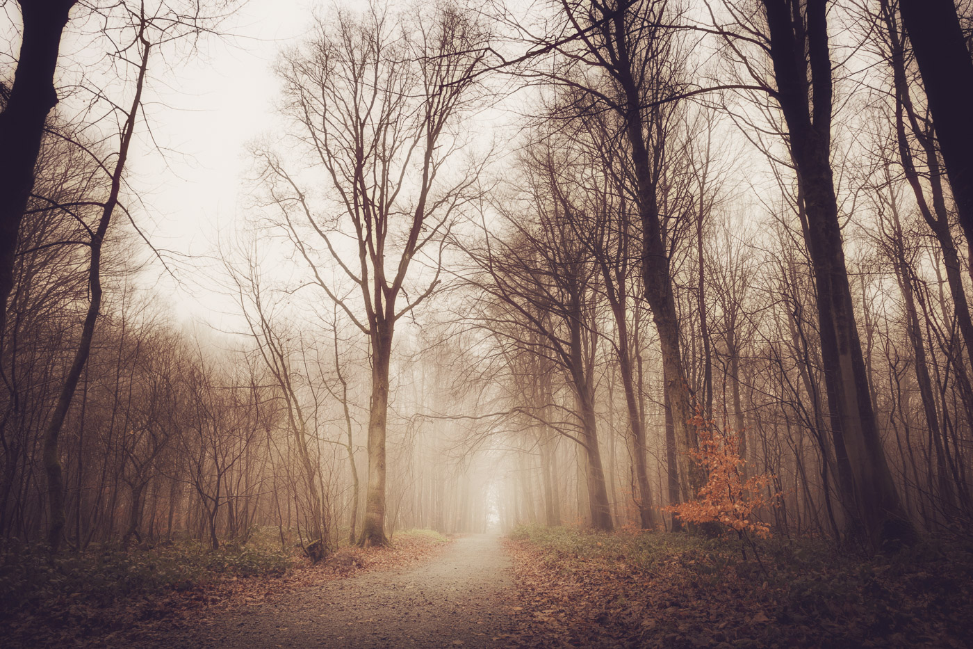 Nebel im Wald