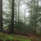 Nebel im Wald