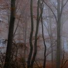 Nebel im Wald