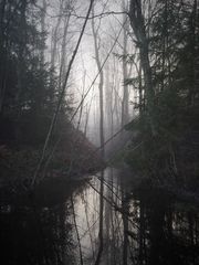 Nebel im Wald