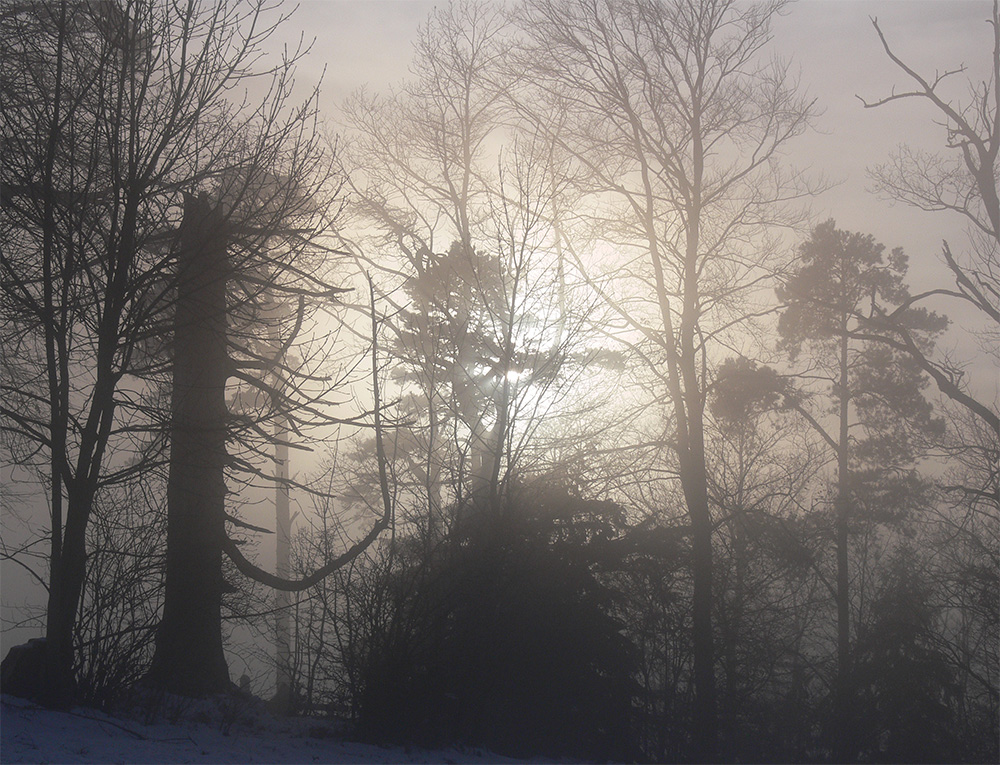 Nebel im Wald