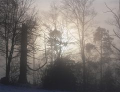 Nebel im Wald