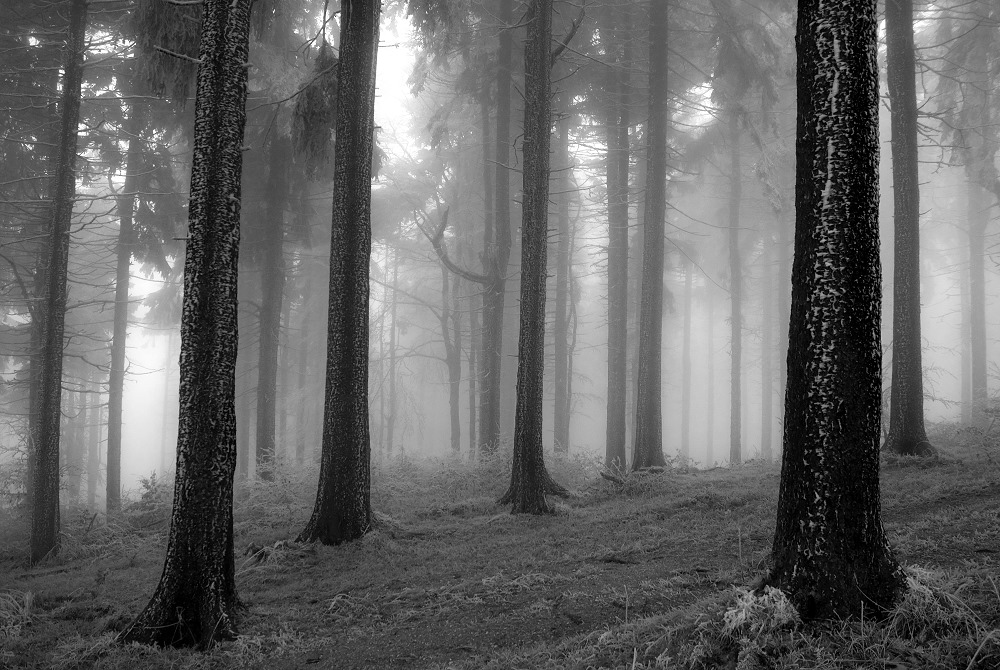 Nebel im Wald