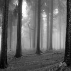 Nebel im Wald