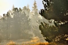 Nebel im Wald