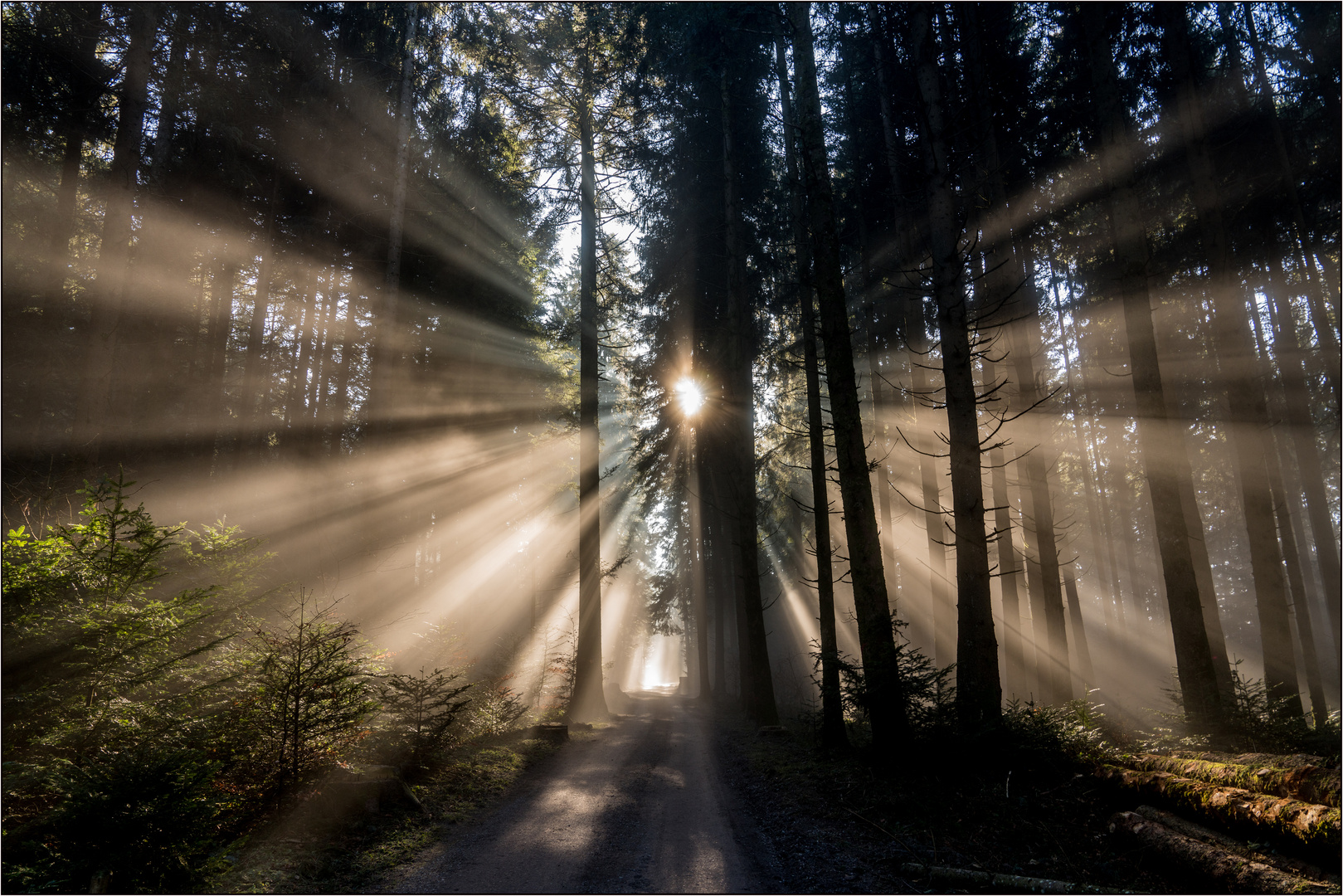 Nebel im Wald