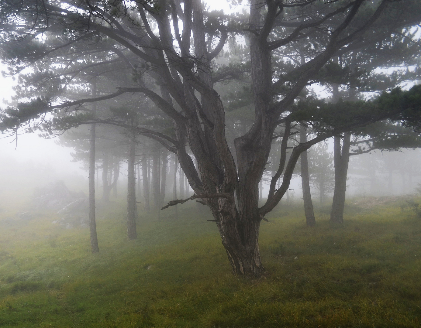 Nebel im Wald