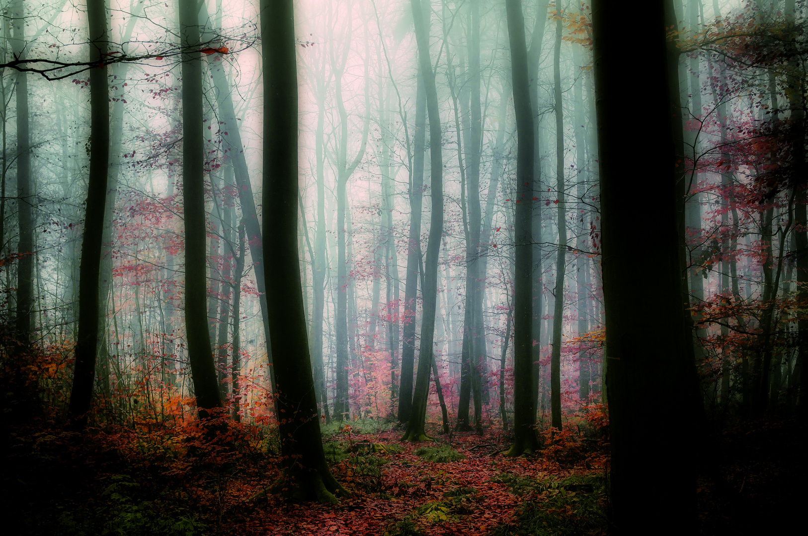 Nebel im Wald