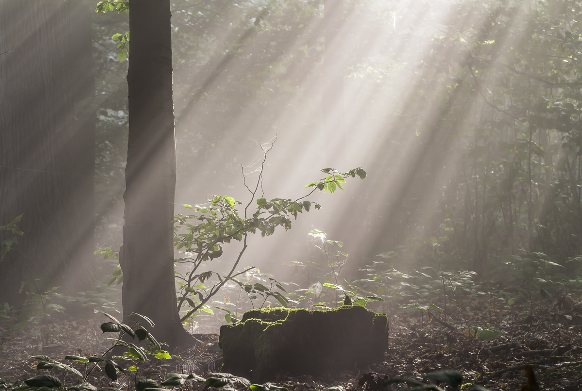 Nebel im Wald