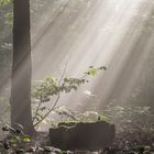 Nebel im Wald