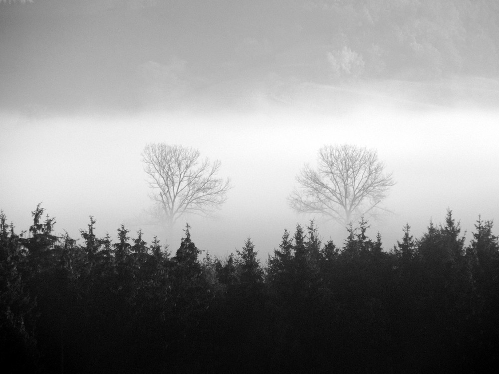 Nebel im Wald