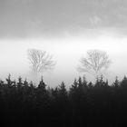 Nebel im Wald