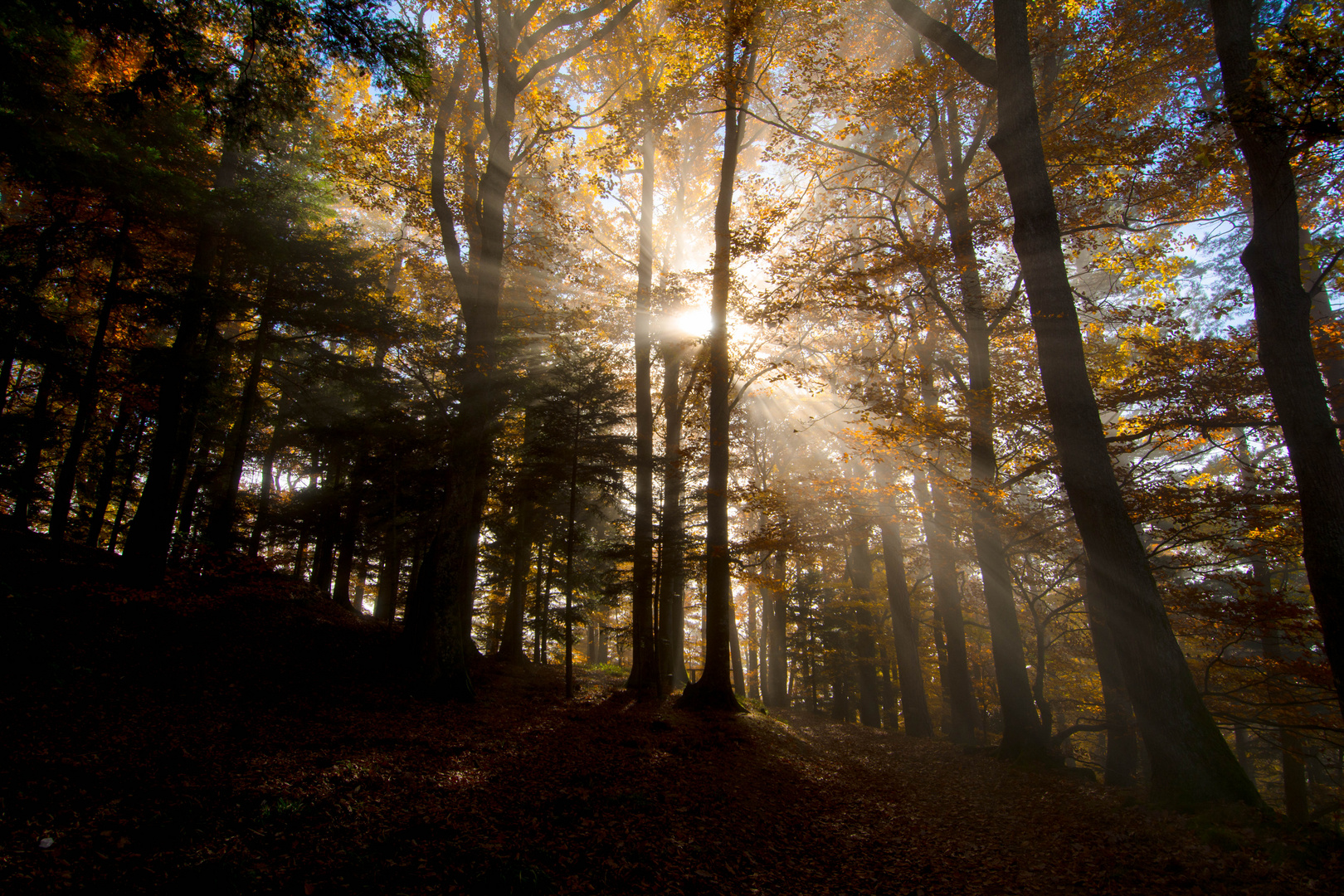 Nebel im Wald