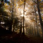 Nebel im Wald