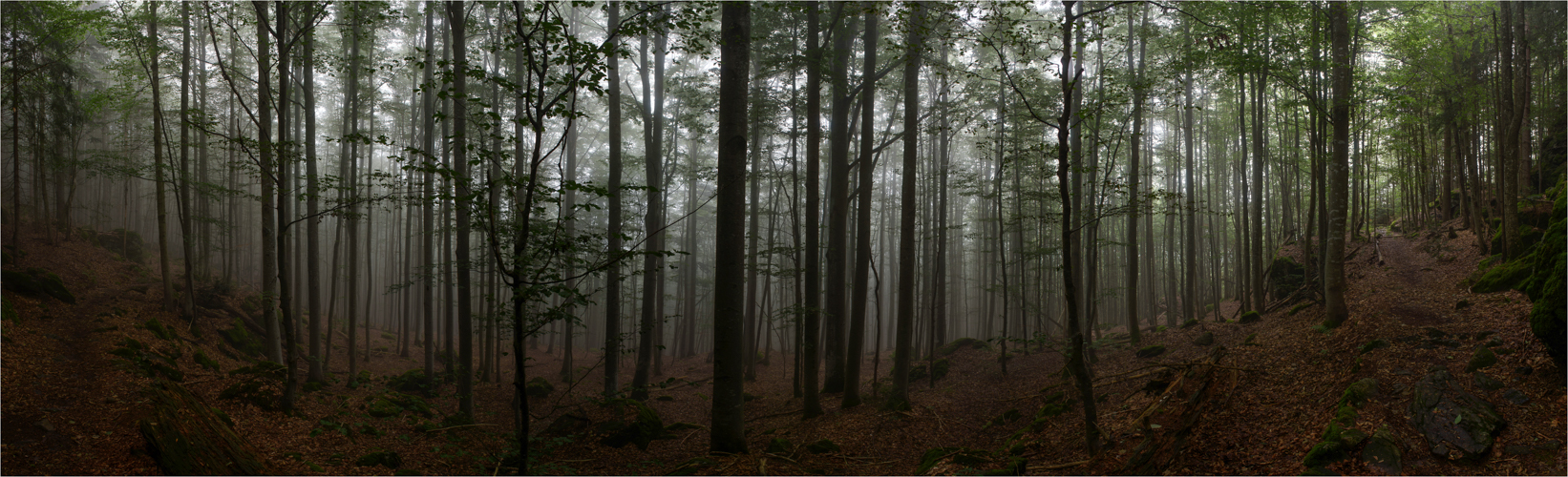 Nebel im Wald