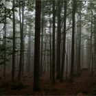 Nebel im Wald