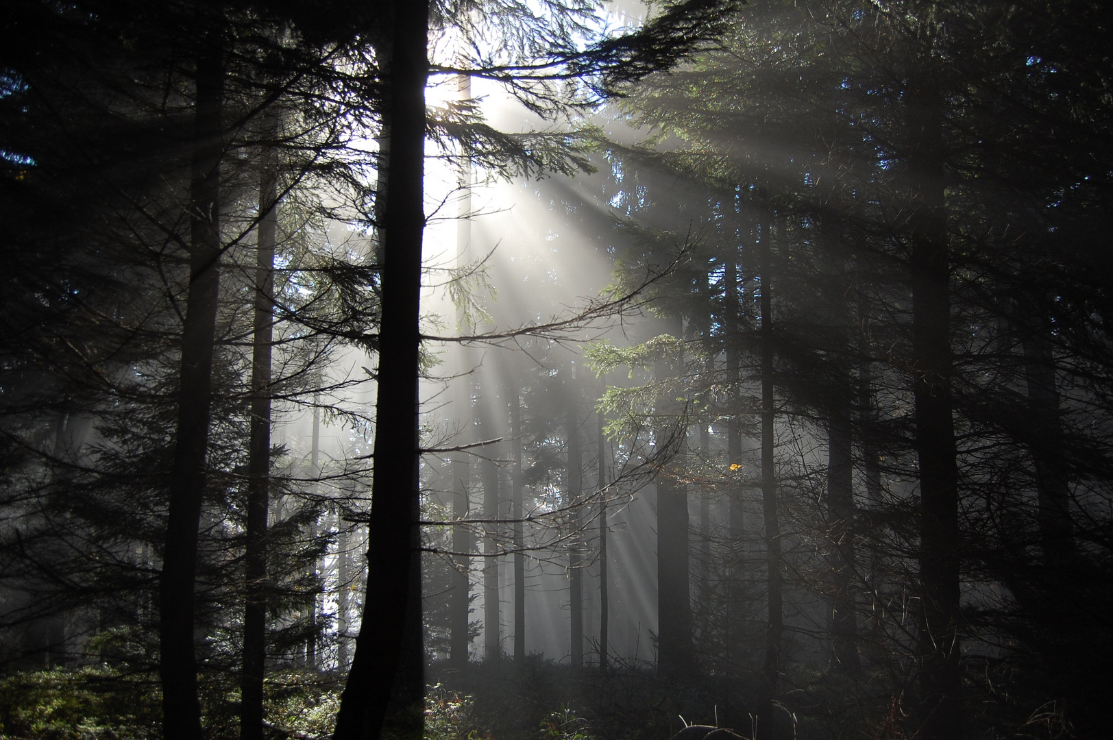 Nebel im Wald