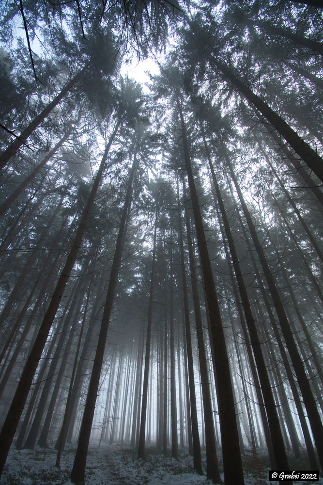 Nebel im Wald 