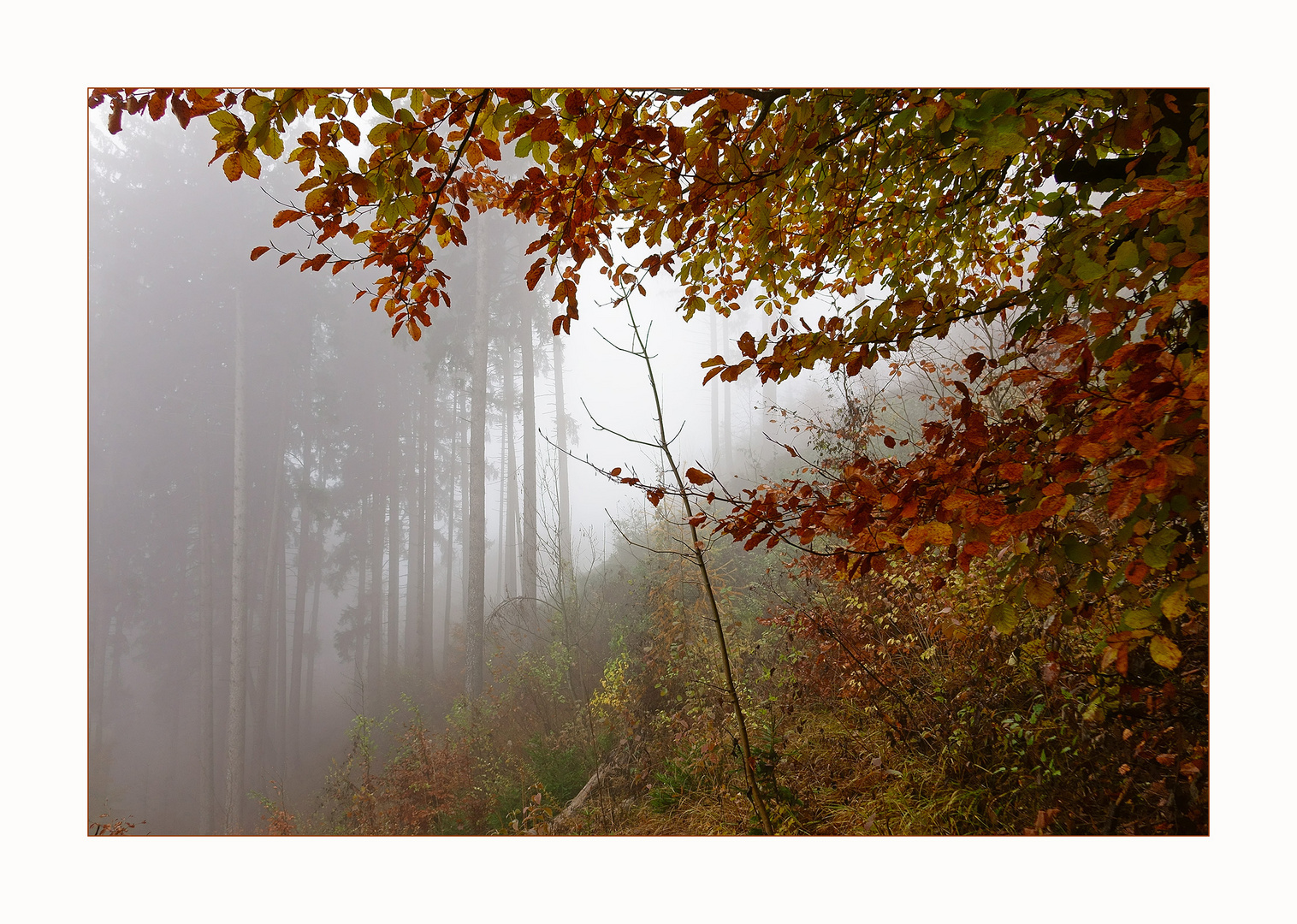 Nebel im Wald