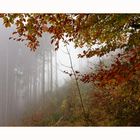 Nebel im Wald