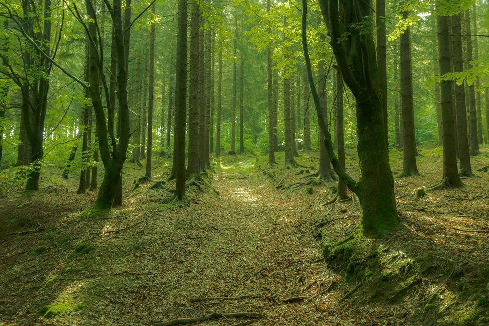 Nebel im Wald