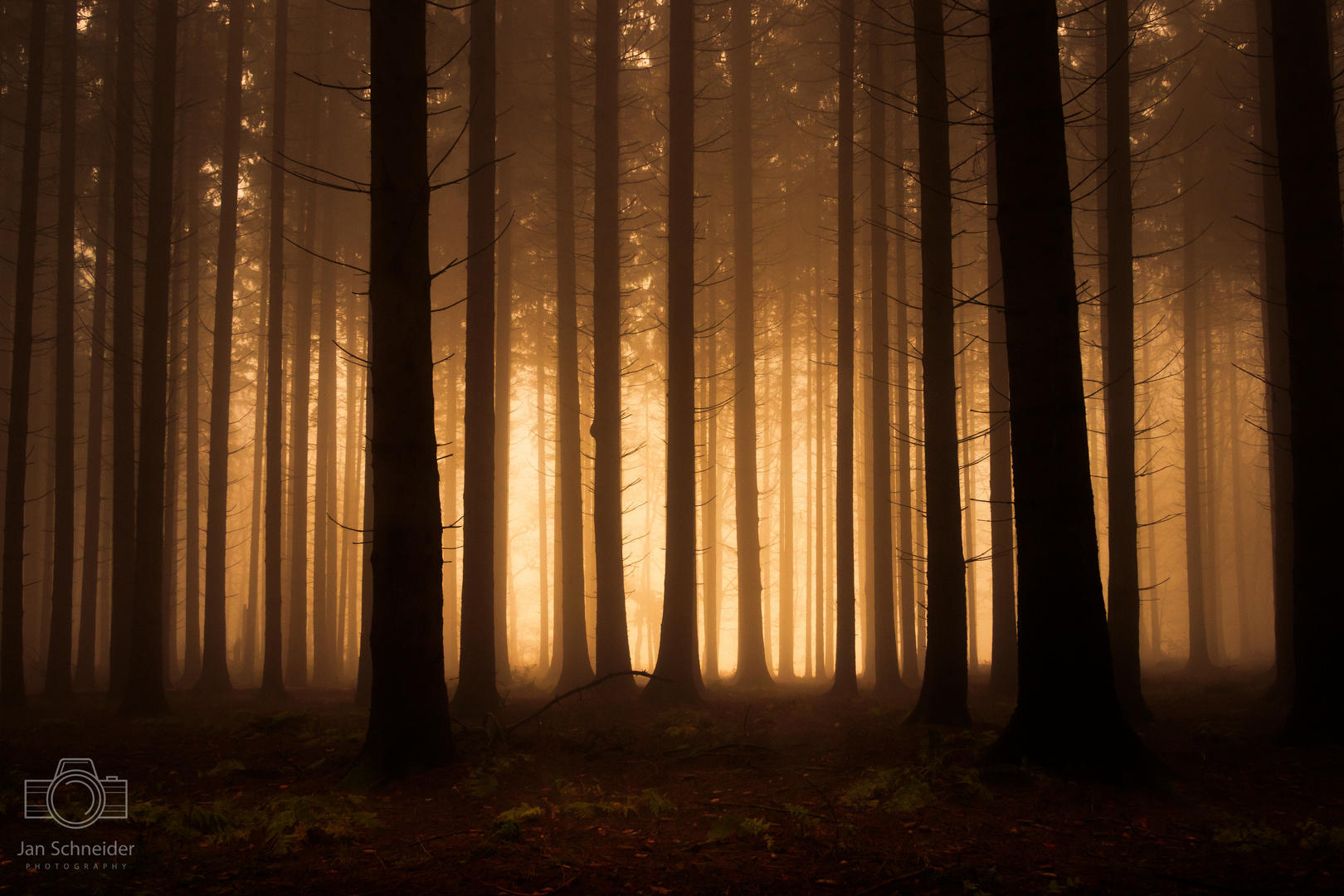 Nebel im Wald