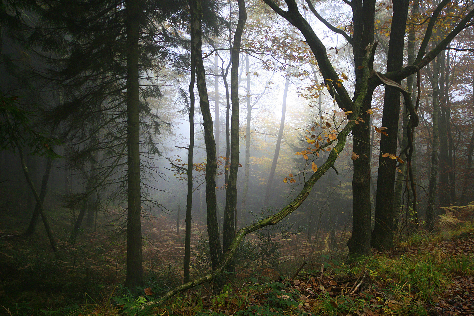 Nebel im Wald